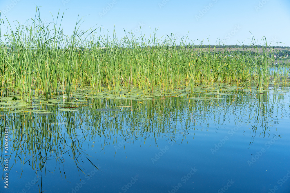 Different images of reeds on the river. Different images of reeds on the river.