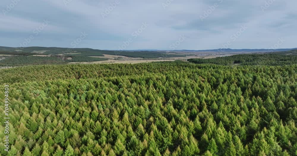 view of green forest view of green forest