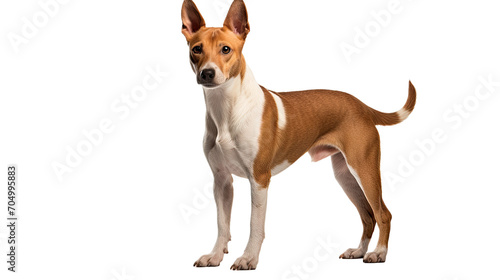 Basenji dog isolated on a transparent background