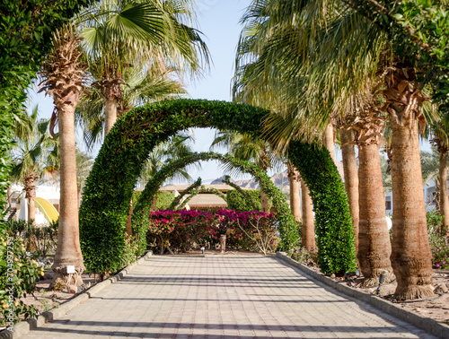 alley with an arch of plants and palm trees, Egypt Dahab South Sinai