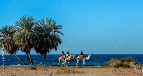 Fototapeta Naklejka Na Ścianę i Meble -  three Egyptian girls riding camels ride along the coast of the Red Sea