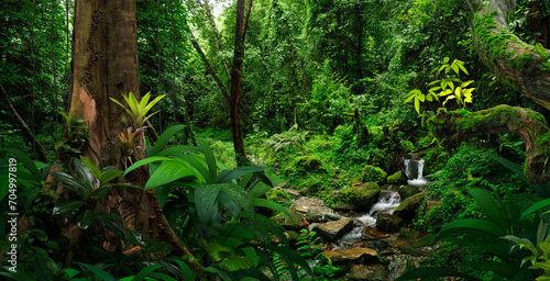 Nepal rainforest near the Annapurnas