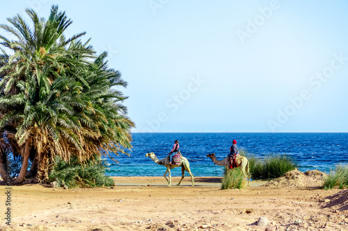 Camel riders and green palm trees on Red Sea beach in Egypt