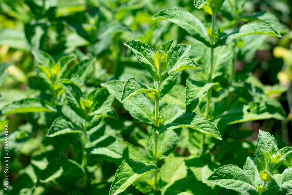 Green fresh peppermint plant bush is growing in countryside garden on summer sunlight. Harvesting and increasing medical herbs and aromatic seasoning Green fresh peppermint plant bush is growing in countryside garden on summer sunlight. Harvesting and increasing medical herbs and aromatic seasoning
