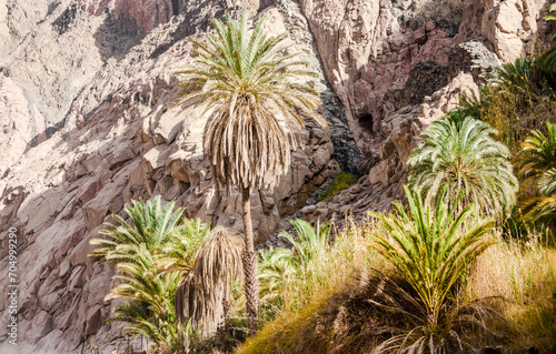 palm trees and plants in a canyon in the desert of Egypt