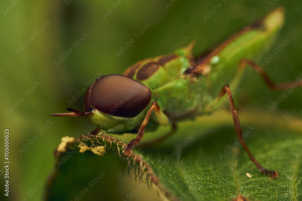 Green soldier fly perched on a leaf Hedriodiscus Pulcher Green soldier fly perched on a leaf Hedriodiscus Pulcher