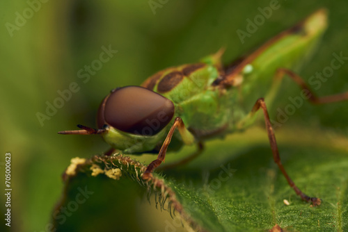 Green soldier fly perched on a leaf Hedriodiscus Pulcher photo