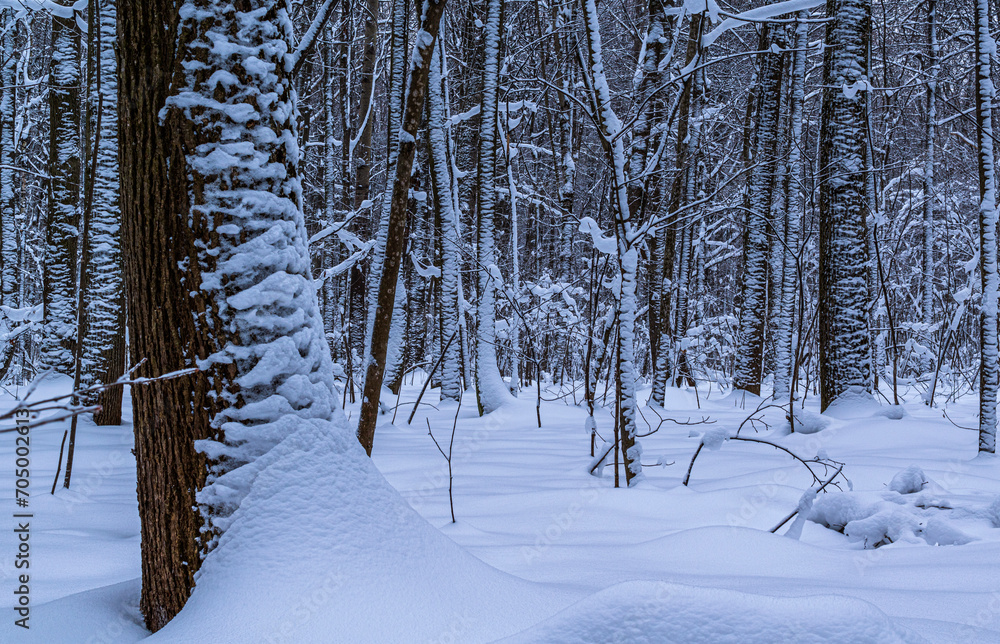 Fototapeta premium Snow drifts and snow-covered tree trunks and branches in a winter deciduous forest on a cloudy day.