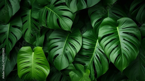 Closeup Tropical Green Leaf Background  Fresh Wallpaper Banner Concept AI Generated
