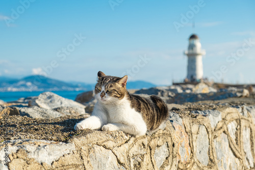 homeless cat lies on the embankment against the background of a lighthouse and a mountain landscape. A cat enjoys a sunny day at the city port.