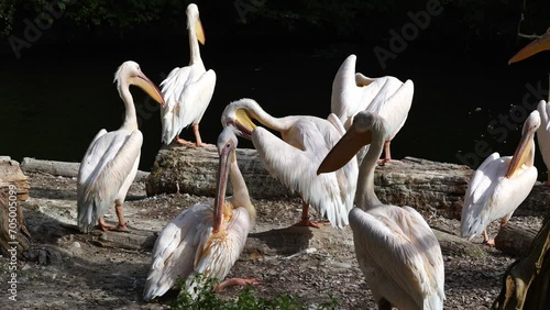 The Great White Pelican, Pelecanus onocrotalus also known as the rosy pelican is a bird in the pelican family.