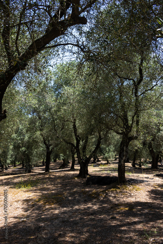 Olive trees garden, north Corfu, Greece