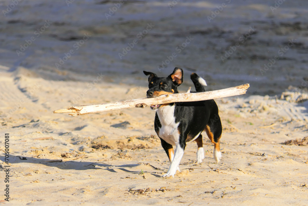 Jack Russell Terrier dog runs holding a stick in its mouth Jack Russell Terrier dog runs holding a stick in its mouth