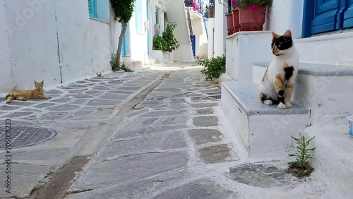 Two stray cats sitting in a shady street on a hot afternoon