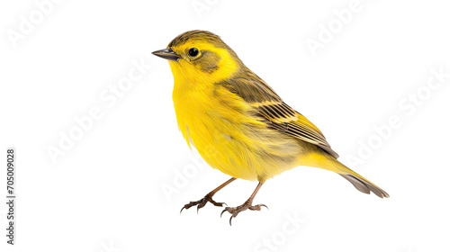 Busarellus bird isolated on a transparent background