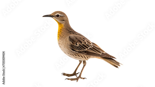 Buteogallus bird isolated on a transparent background