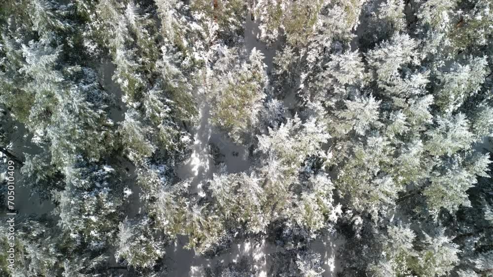 Snowy trees in a cold forest in Spain Snowy trees in a cold forest in Spain