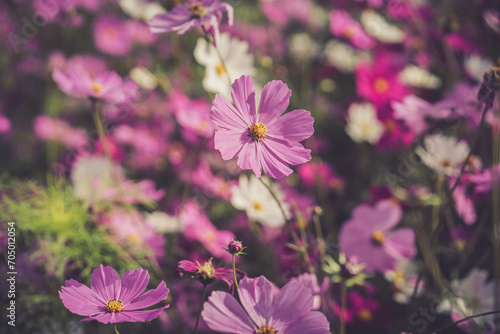 Beautiful pink sulfur cosmos flower in garden. Selective focus.