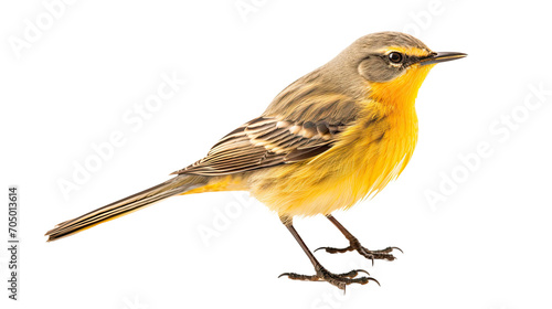 Chondrohierax bird isolated on a transparent background