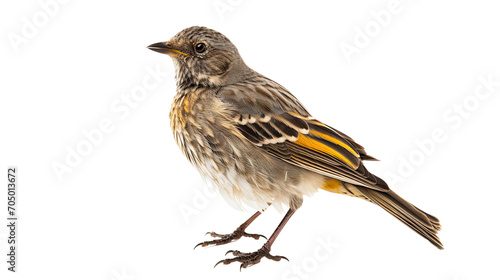 Circaetus bird isolated on a transparent background