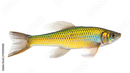 Congiopodidae fish isolated on a transparent background