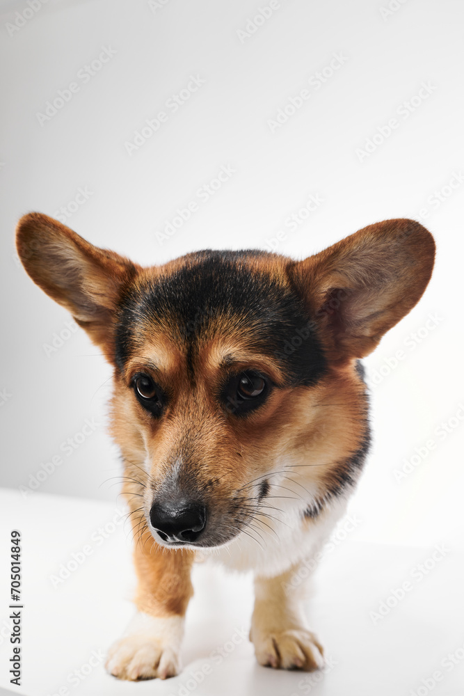 Pembroke Welsh Corgi portrait isolated on white studio background with copy space, purebred dog