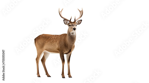 Deer isolated on a transparent background