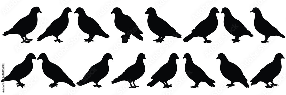 Bird pigeon silhouettes set, large pack of vector silhouette design, isolated white background - obrazy, fototapety, plakaty 