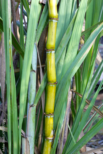 Fototapeta Naklejka Na Ścianę i Meble -  Sugar cane plants, sugar cane field