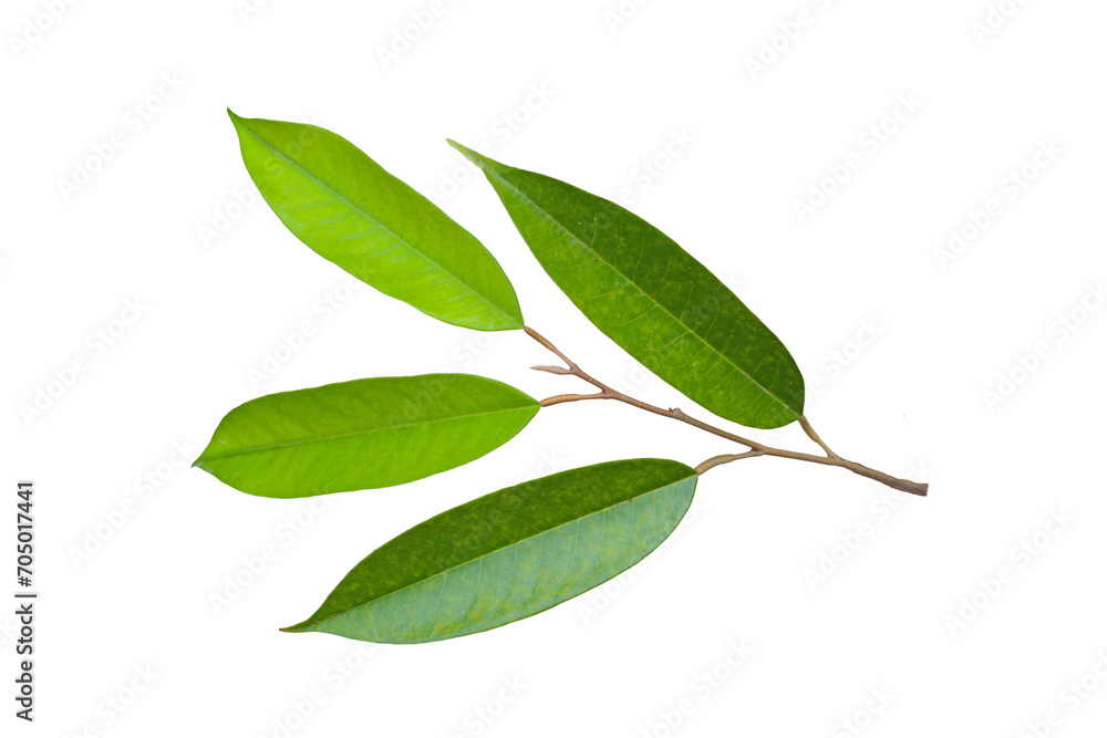 Obraz premium Durian leaves on white background.
