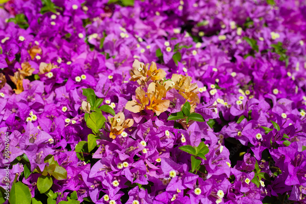 Beautiful bougainvillea flowers with green leaves Beautiful bougainvillea flowers with green leaves