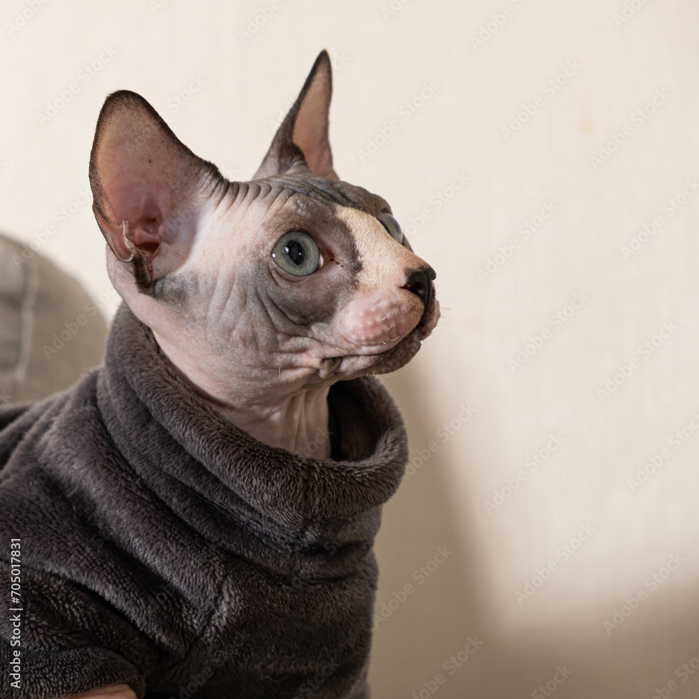 Canadian Sphynx cat in clothes in gray warm bodysuit, copy space for text