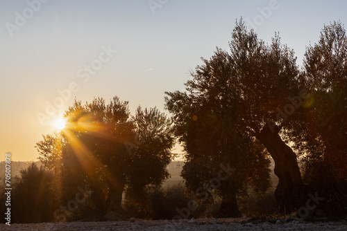 Colourful sunset over a olive tree field in Jaén, this province is known as the world capital of olive oil production, making it an ideal destination for olive oil tourism