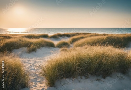 Marram grass at the beautiful beach near the coastline of the blue sea in northern Denmark stock photoBeach Sea Nature Sky