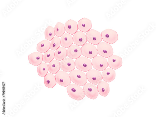 Stem cell isolated
