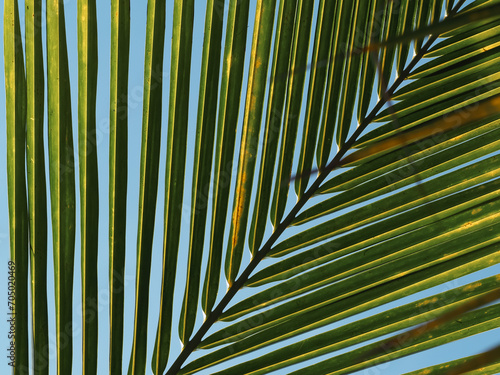 Coconut leaf close-up shot in summer for natural and environmental background.
