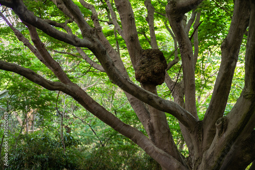 Wallpaper Mural 蜂の巣 Torontodigital.ca