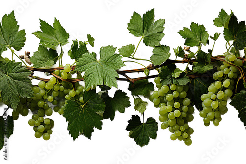 green grapevine leaves with grapes as corner isolated on PNG Background. Generative Ai.