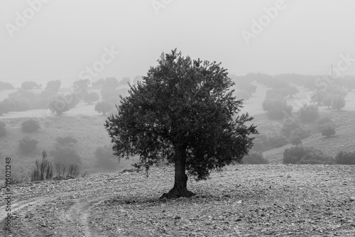 Black and white image of hazy olive tree field in Jaén, this province is known as the world capital of olive oil production, making it an ideal destination for olive oil tourism photo