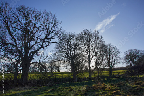 January midday and the bright sun turns the leafless trees into wintery silhouettes.  Breary Banks. Masham  North Yorkshire. UK