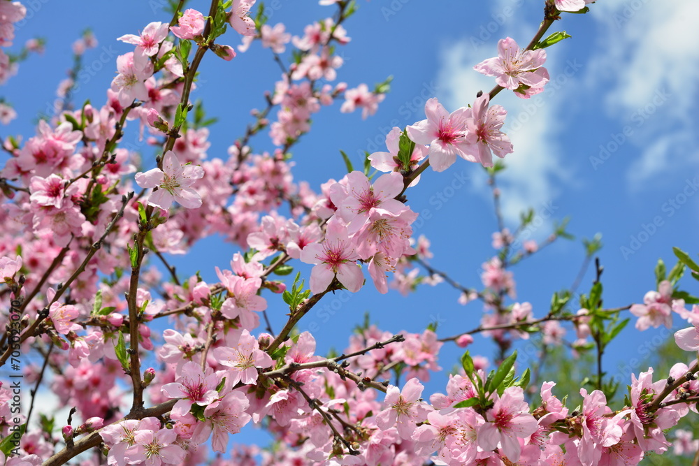 fresh spring background - soft blossom of peach tree