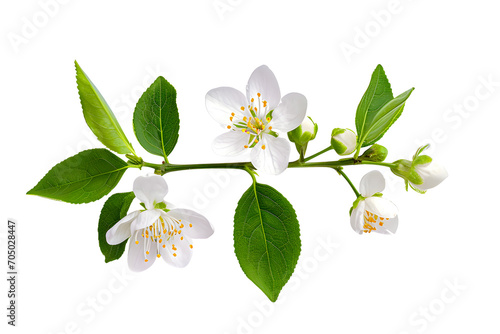 White tea flower isolated on white
