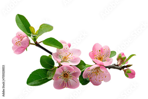 Pink blossom isolated on white