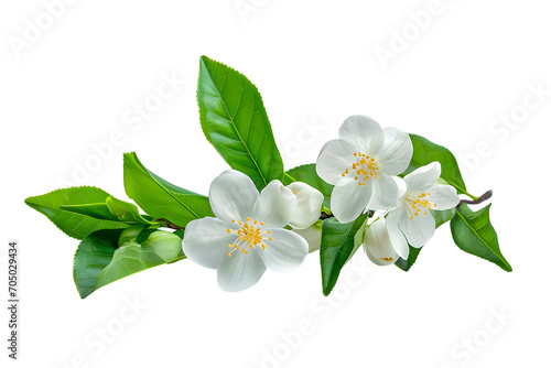 Cut out jasmine flowers with green leaves on white background