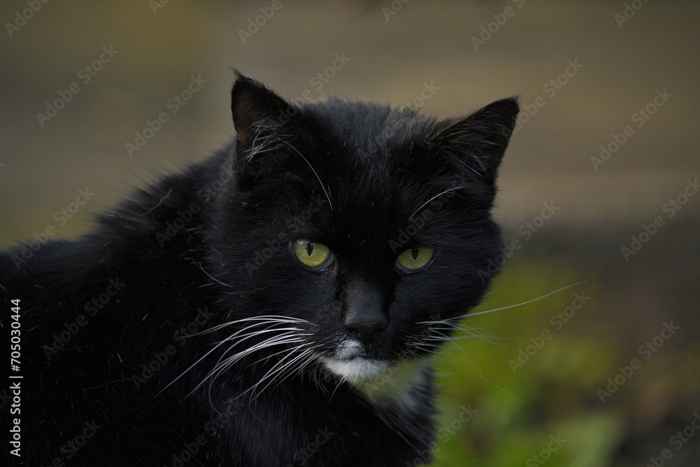 Black cat with white whiskas