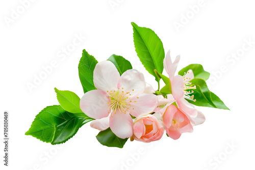 Branch of pink flower and green leaf tree isolated