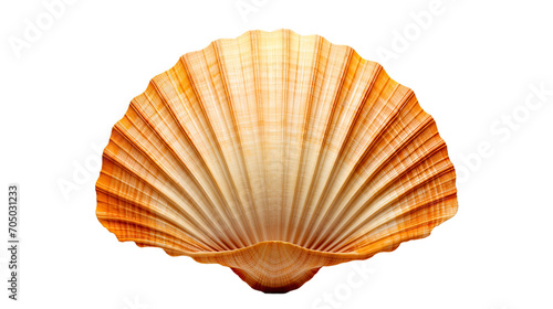 Scallops Shell isolated on a transparent background
