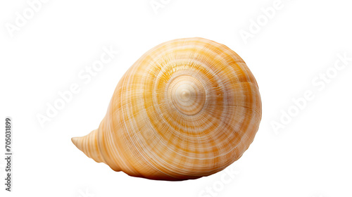 Shell isolated on a transparent background