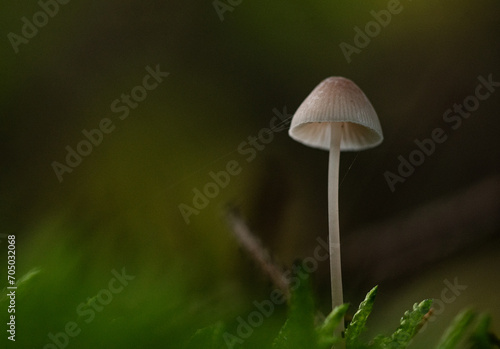Mushroom close up in autumn forest photo