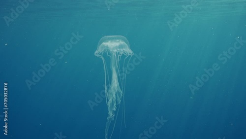 Mauve Stinger Jellyfish flashing bright light. Mauve Stinger, Night-lightx Jellyfish, Phosphorescent jelly or Purple people eater (Pelagia noctiluca) floating on blue water in sunbeams photo
